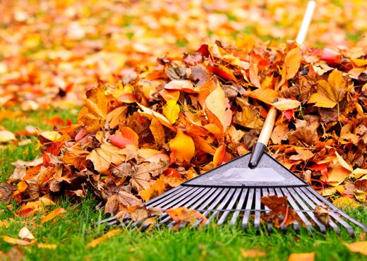 Fall Clean Up Millarville